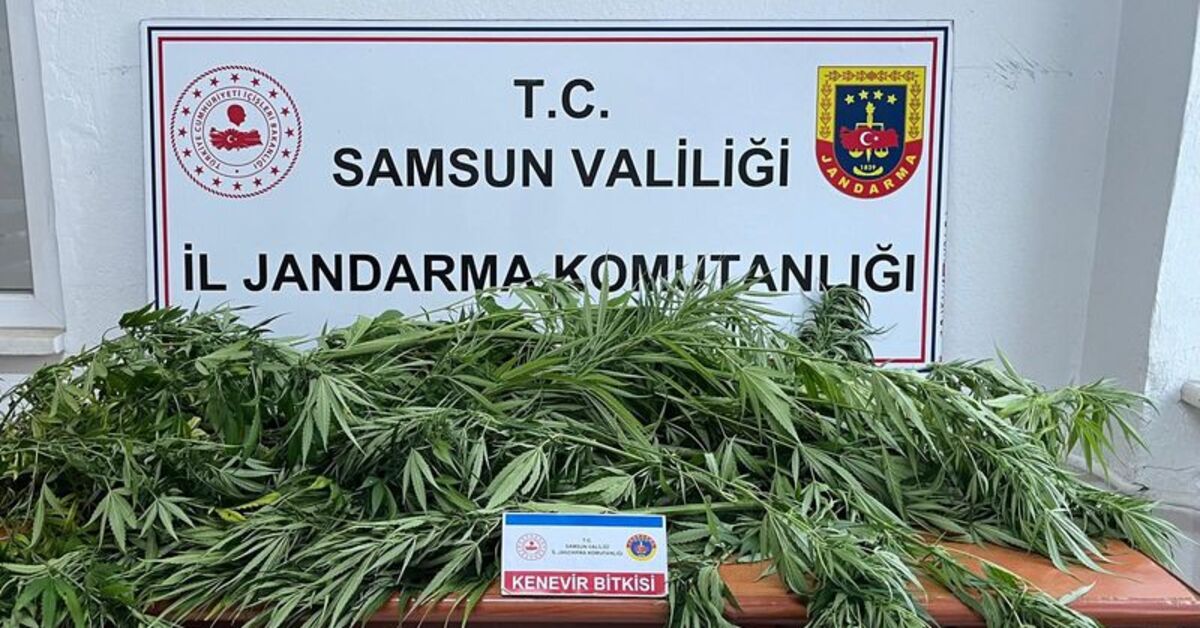 Samsun’da fındık bahçesinde kenevir ele geçirildi: 1 gözaltı